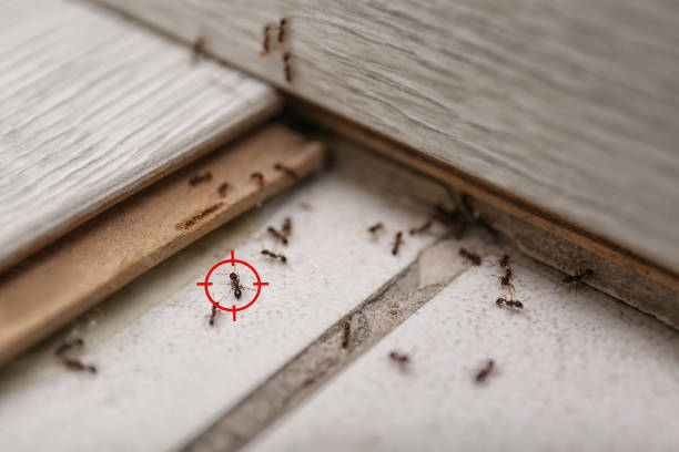 Reliable Harrisburg, PA Pest Control Solutions